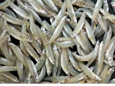 Anchovy Fish / Smelts (Nethili meen)
