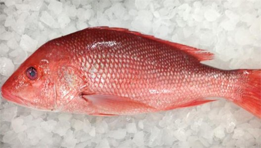 Red Snapper Fish Whole