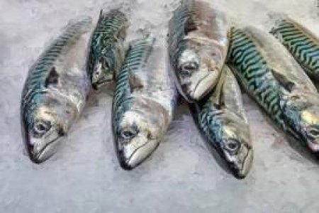 Indian Mackerel Fish Whole-2lb
